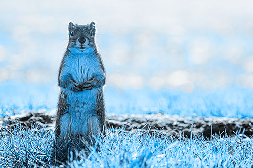 Hind Leg Squirrel Standing Among Grass (Blue Tone)