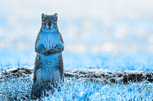 Hind Leg Squirrel Standing Among Grass (Blue Tone Photo)
