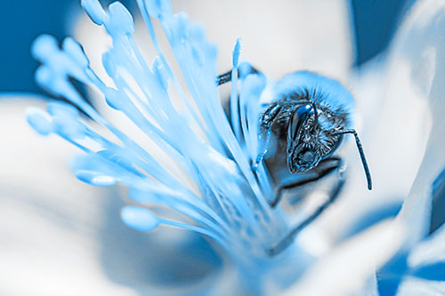 Honey Bee Crawling Among Columbine Flower (Blue Tone)