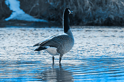 Honking Canadian Goose Standing Among River Water (Blue Tone Photo)