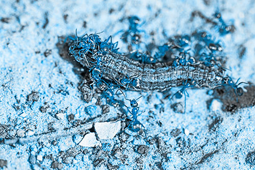 Horde Of Ants Feasting On Caterpillar (Blue Tone Photo)