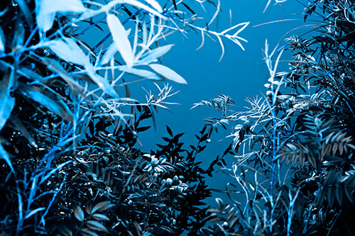 Horde Of Fern Plants Descending Into River Water (Blue Tone)