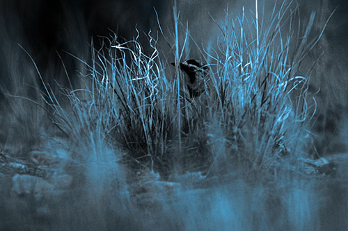 Horned Lark Hiding Among Grass (Blue Tone Photo)