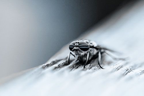 Horse Fly Resting Among Grooved Wood (Blue Tone)