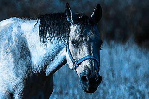 Horse Making Eye Contact (Blue Tone Photo)