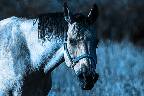 Horse Making Eye Contact (Blue Tone)