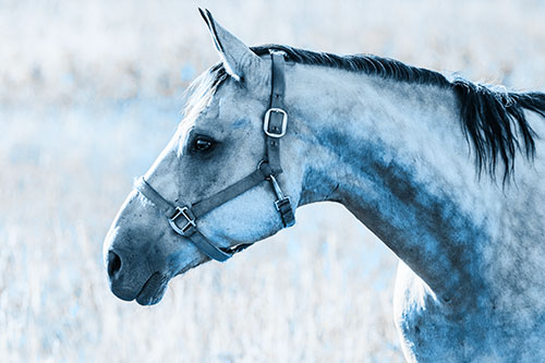 Horse Wearing Bridle Among Sunshine (Blue Tone Photo)