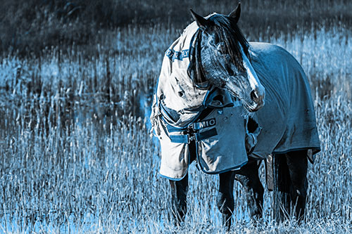 Horse Wearing Coat Atop Wet Grassy Marsh (Blue Tone Photo)