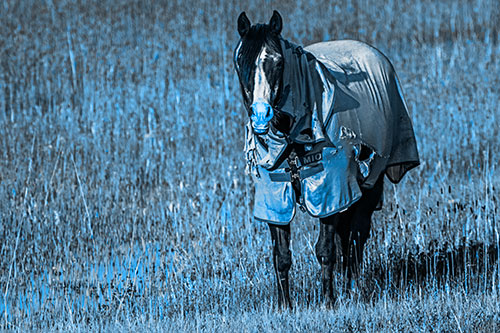 Horse Wearing Coat Standing Along Marsh (Blue Tone Photo)