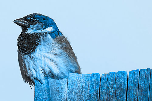 House Sparrow Perched Atop Wooden Post (Blue Tone Photo)