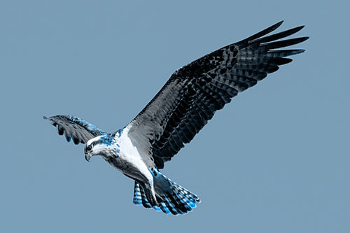 Hovering Osprey Hawk Looking For Fish Below (Blue Tone)