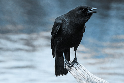 Hunched Over Crow Cawing Atop Broken Tree Log (Blue Tone)