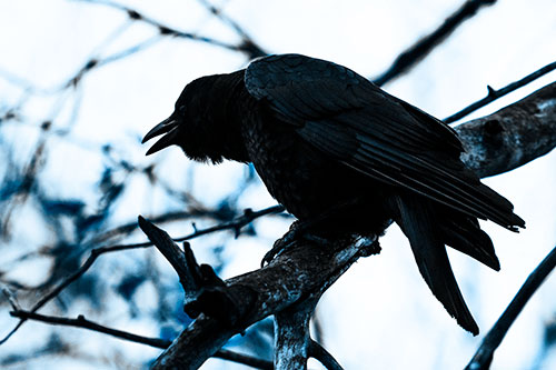 Hunched Over Crow Cawing Atop Tree Branch (Blue Tone Photo)