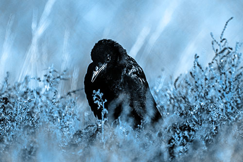 Hunched Over Raven Among Dying Plants (Blue Tone Photo)