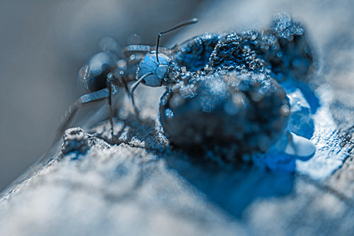 Hungry Carpenter Ant Tears Food Using Mandible Jaws (Blue Tone Photo)