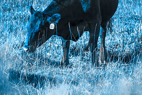 Hungry Cow Enjoying Grassy Meal (Blue Tone Photo)