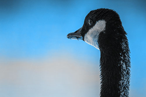 Hungry Crumb Mouthed Canadian Goose Senses Intruder (Blue Tone Photo)