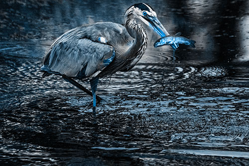 Hungry Great Blue Heron Spears Through Trout Fish (Blue Tone)