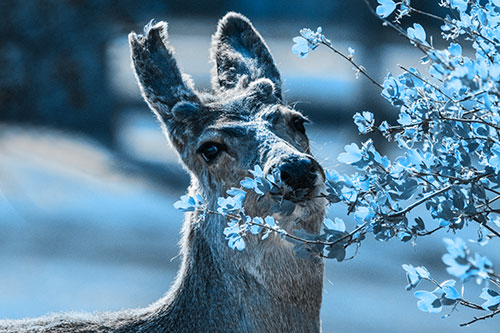 Hungry Lone Mule Deer Chewing Tree Leaves (Blue Tone)