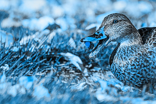 Hungry Mallard Duck Devours Cherry (Blue Tone)