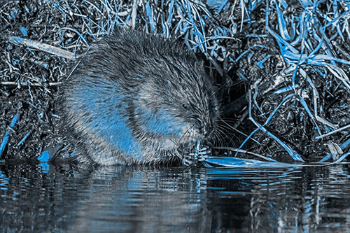 Hungry Muskrat Chews Water Reed Grass Along River Shore (Blue Tone Photo)