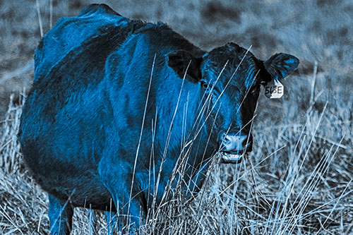 Hungry Open Mouthed Cow Enjoying Hay (Blue Tone Photo)