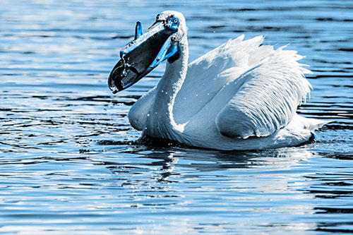 Hungry Pelican Captures Salamander For Breakfast (Blue Tone)