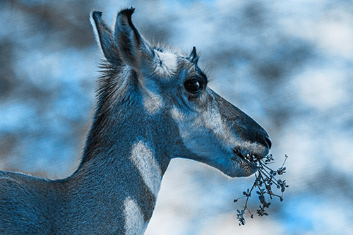 Hungry Pronghorn Gobbles Leafy Plant (Blue Tone Photo)