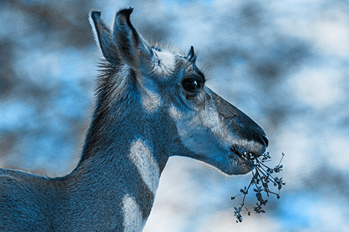Hungry Pronghorn Gobbles Leafy Plant (Blue Tone)