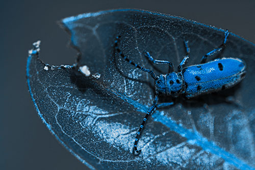 Hungry Red Milkweed Beetle Rests Among Chewed Leaf (Blue Tone Photo)