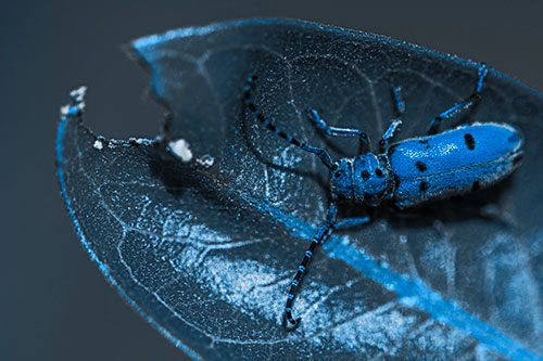 Hungry Red Milkweed Beetle Rests Among Chewed Leaf (Blue Tone)