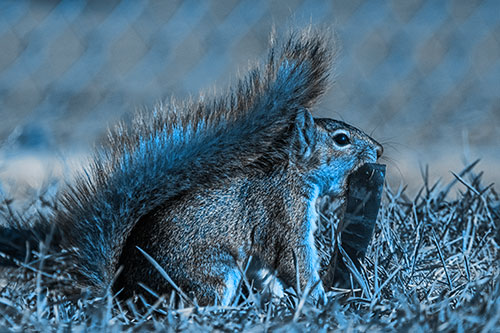 Hungry Squirrel Chews Watermelon Among Grass (Blue Tone)