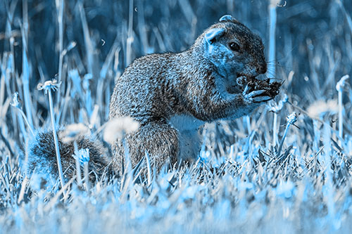 Hungry Squirrel Feasting Among Dandelions (Blue Tone Photo)