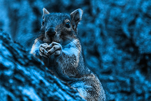 Hungry Squirrel Feasting Among Sloping Tree Branch (Blue Tone Photo)