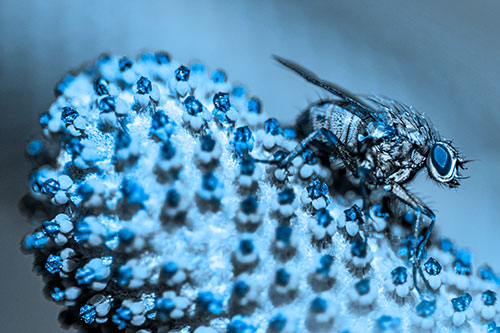 Hunter Fly Rests Among Sloping Coneflower (Blue Tone)