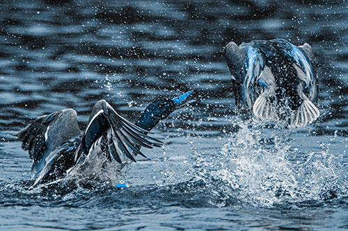 Hyper Water Splashing Mallard Ducks Playing Among Lake (Blue Tone)