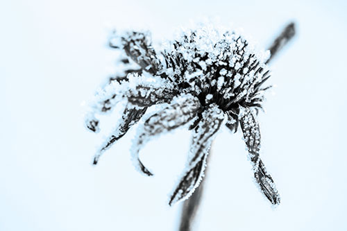 Ice Frost Consumes Dead Frozen Coneflower (Blue Tone Photo)