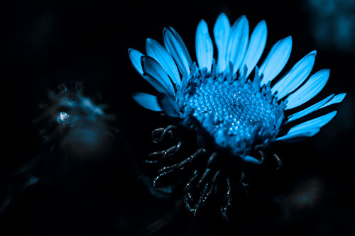 Illuminated Gumplant Flower Surrounded By Darkness (Blue Tone Photo)