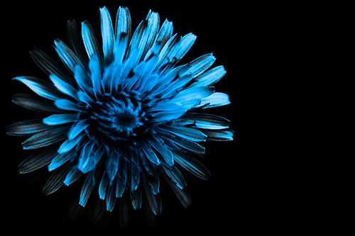 Illuminated Taraxacum Flower In Darkness (Blue Tone Photo)