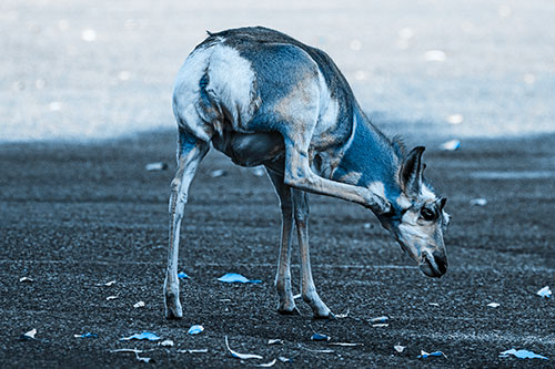 Itchy Pronghorn Scratches Neck Among Autumn Leaves (Blue Tone Photo)