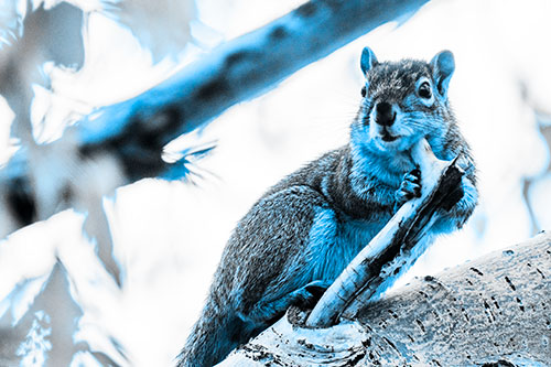 Itchy Squirrel Gets Tree Branch Massage (Blue Tone)