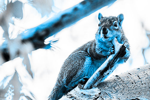 Itchy Squirrel Gets Tree Branch Massage (Blue Tone Photo)