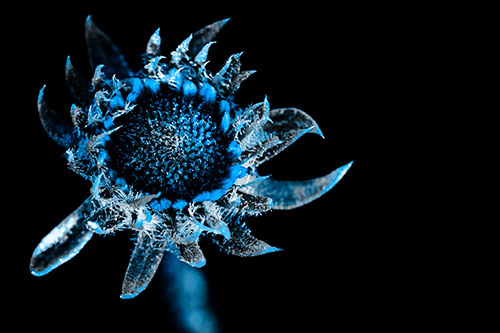 Jagged Tattered Rayless Sunflower (Blue Tone Photo)