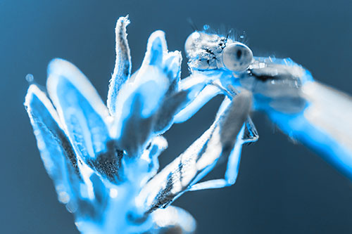 Joyful Dragonfly Enjoys Sunshine Atop Plant (Blue Tone Photo)