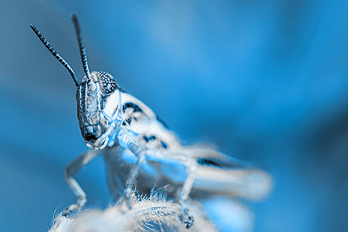 Joyful Grasshopper Standing Among Fuzzy Plant Top (Blue Tone)
