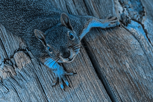 Joyful Squirrel Looking Upwards Among Wooden Pole (Blue Tone)