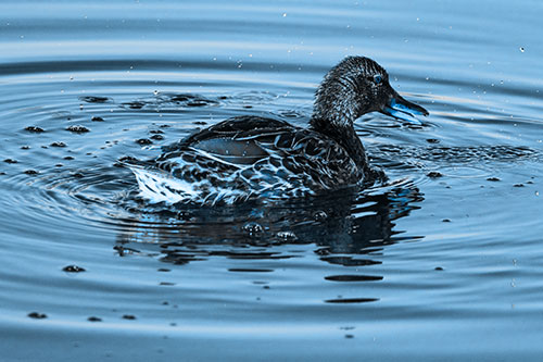 Joyful Water Splashing Mallard Duck Enjoying Calm Lake (Blue Tone)