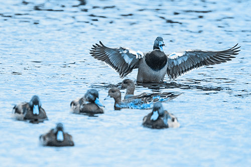 Jump Scaring Wing Flapping Mallard Duck Quacking Atop Lake (Blue Tone)