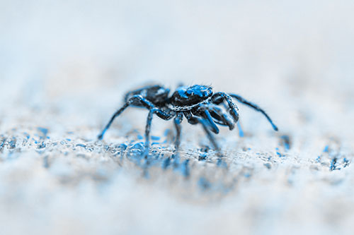 Jumping Spider Crawling Along Flat Terrain (Blue Tone Photo)