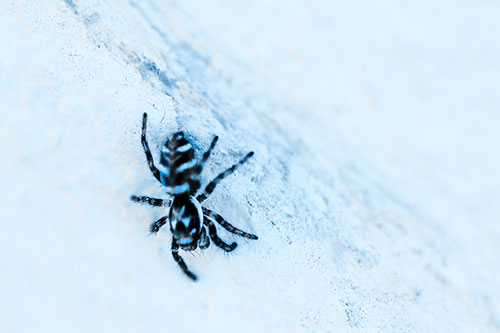 Jumping Spider Crawling Down Wood Surface (Blue Tone Photo)
